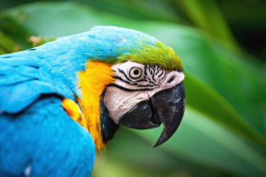 renkli papağan kuş