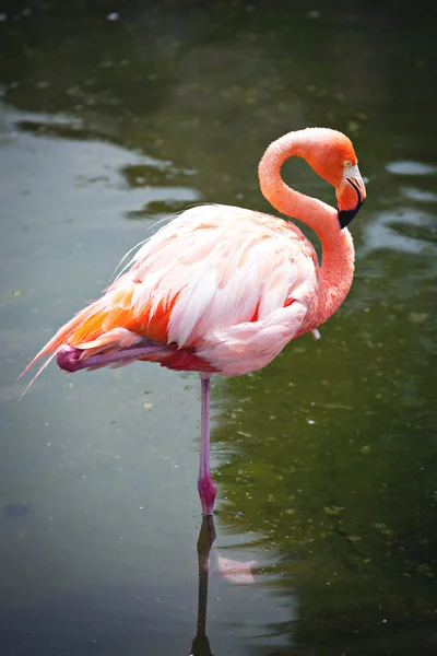 Flamingos in the water — Stock Photo, Image