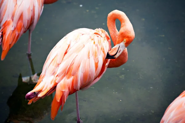 Flamingos in the water — Stock Photo, Image