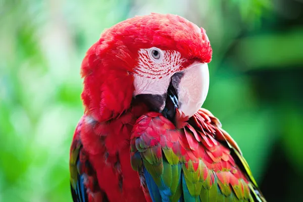 Pájaro loro colorido — Foto de Stock