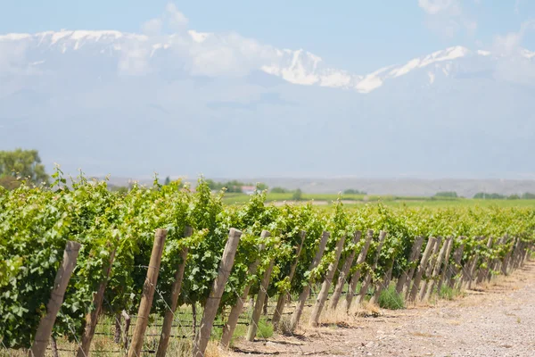 Viñedos en Mendoza — Foto de Stock