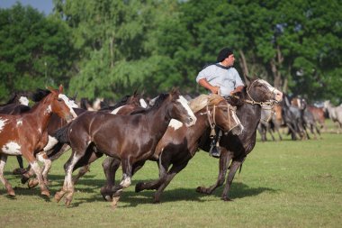 Gauchos tr fiesta de la tradicion san antonio de areco içinde