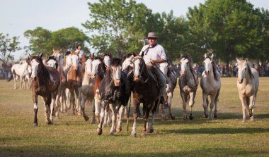 Gauchos tr fiesta de la tradicion san antonio de areco içinde