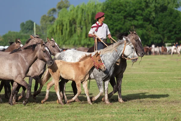 Gauchos en Fiesta de la Tradicion a San Antonio de Areco — Foto Stock