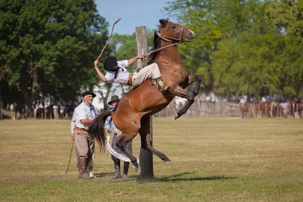 GAUČOVÉ en fiesta de la tradicion v san antonio de areco — Stock fotografie