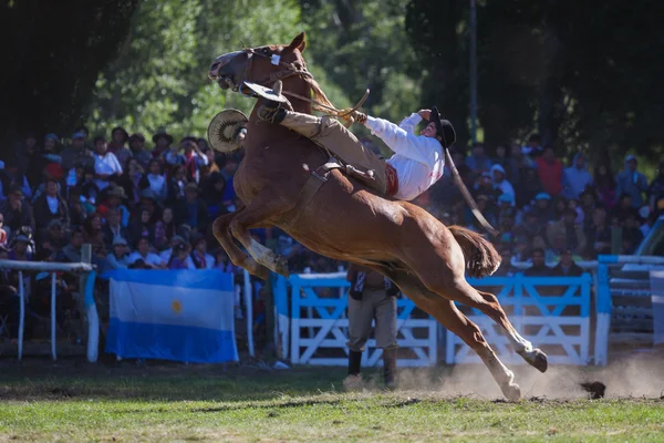 Gaucho an National Puestero Festival in Junin de los Andes, 16 febbraio 2013, Patagonia, Argentina — Foto Stock