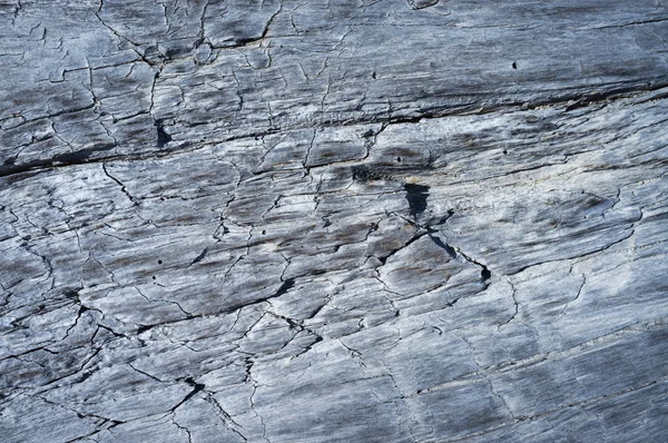 古い乾燥した木の質感 — ストック写真