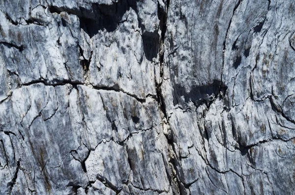 Texture of the old dry wood — Stock Photo, Image