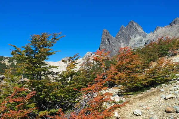 Φθινόπωρο στα βουνά, βουνό lopez, Παταγονία — Φωτογραφία Αρχείου