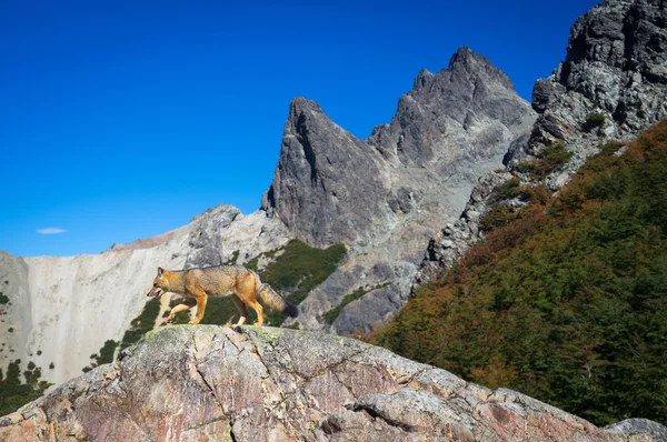 Γκρι αλεπού στο όρος lopez, Παταγονία, Αργεντινή — Φωτογραφία Αρχείου