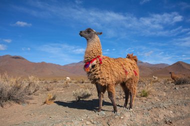 Milli Parkı Ischigualasto Lama