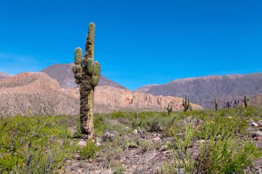 kaktüs ile dağ manzarası