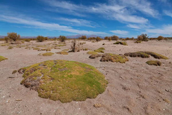 Skalní útvary v národním parku ischigualasto — Stock fotografie