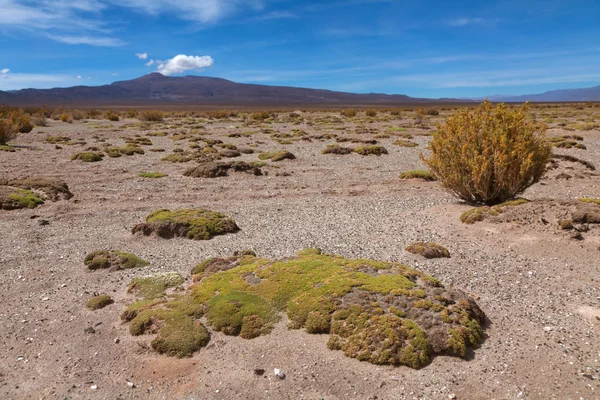 Formations rocheuses dans un parc national Ischigualasto — Photo