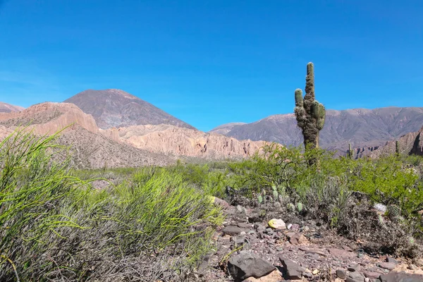 Mountain landscape with cactus — Stock Photo, Image