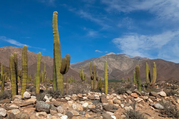 Górski krajobraz z kaktusa — Zdjęcie stockowe