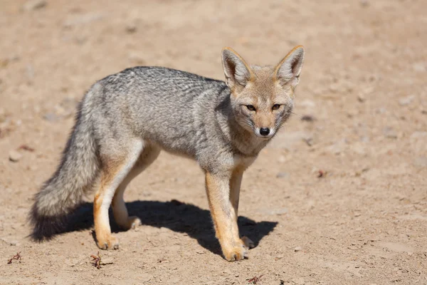 Zorro gris — Foto de Stock