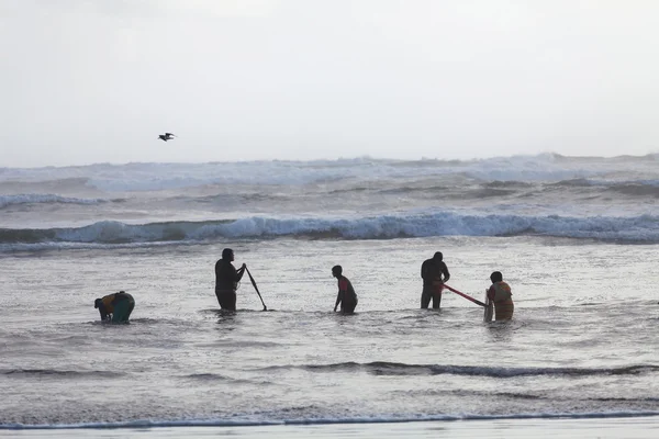 Grupa zbieraczy skorupiaków na wybrzeżu Atlantyku — Zdjęcie stockowe