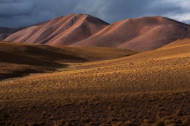 Altiplano Yaylası