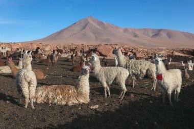 Lama altiplano üzerinde