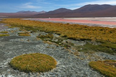 Laguna Colorada