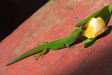 Madagascar day gecko clipart