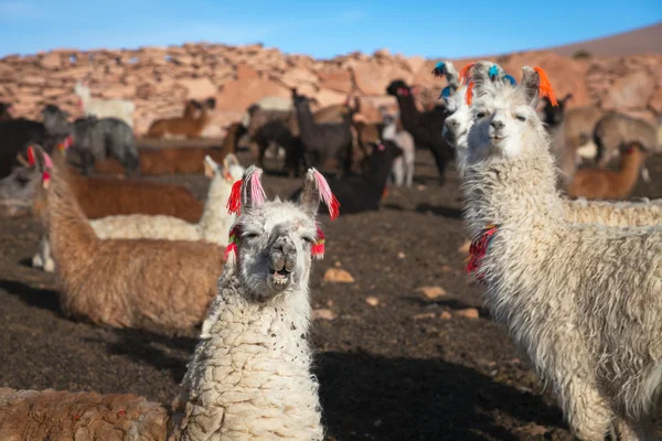 Lama altiplano üzerinde — Stok fotoğraf