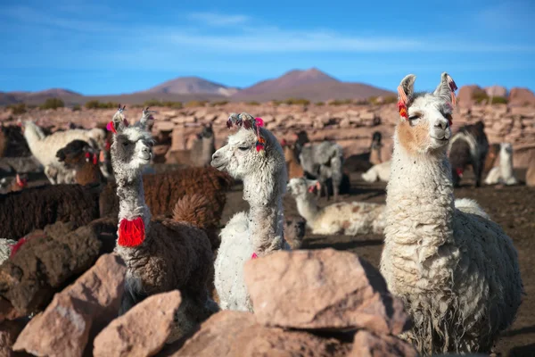 Lama altiplano üzerinde — Stok fotoğraf