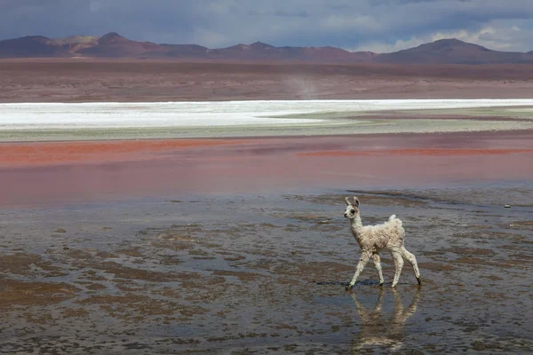 Lama en la Laguna Colorada — Foto de Stock