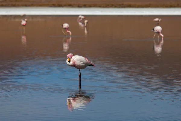 Flamingos on lake — Stock Photo, Image