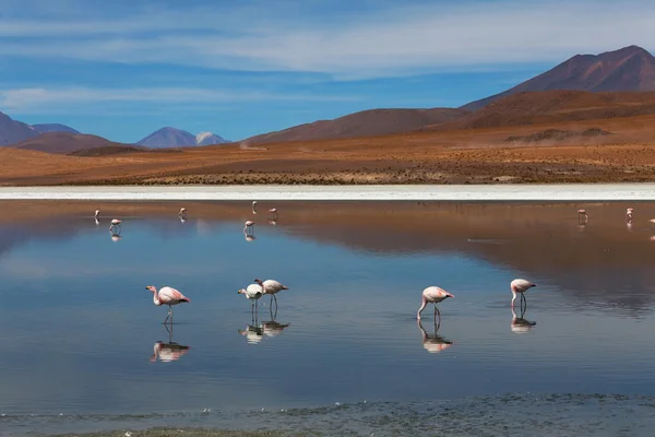 Flamingos auf dem See — Stockfoto