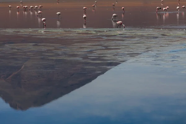 Flamingos auf dem See — Stockfoto