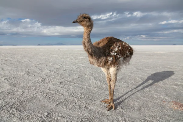 Ostrich on the salt lake — Stock Photo, Image
