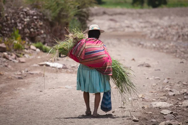 ボリビアの山の中で伝統的な衣装での農民の女性 — ストック写真