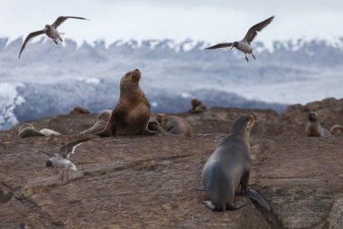 tierra del fuego deniz aslanları Ulusal Parkı