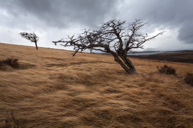 Trees on Tierra del Fuego clipart