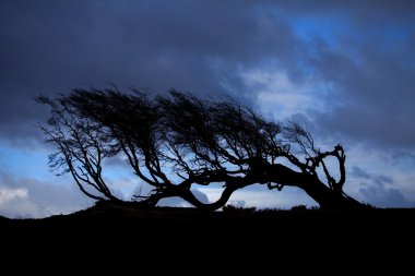 tierra del fuego ağaçta