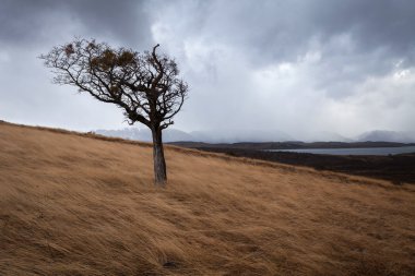 Trees on Tierra del Fuego clipart