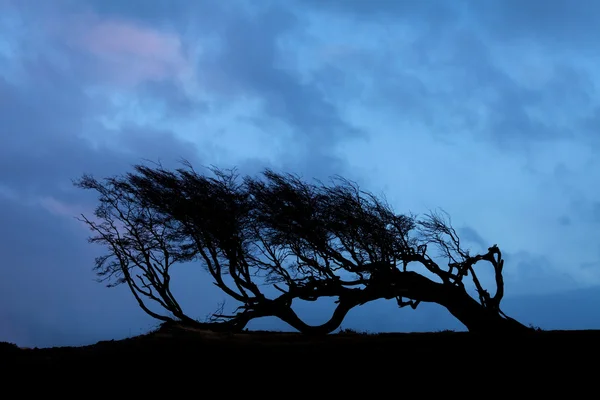 ティエラ · デル · フエゴの木 — ストック写真