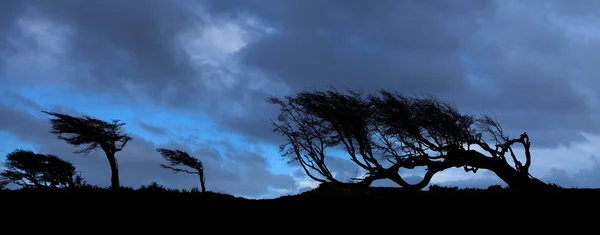 Trees on Tierra del Fuego — Stock Photo, Image