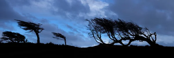 ティエラ · デル · フエゴの木 — ストック写真
