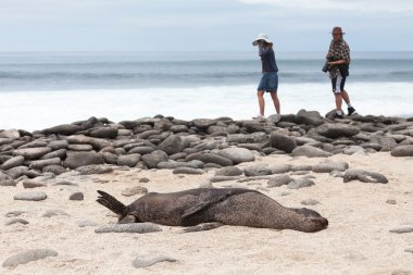 galapagos Adaları deniz aslanları