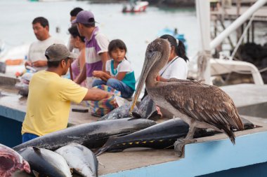 galapagos Adaları deniz aslanları