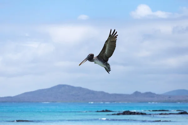 Pellicano — Foto Stock