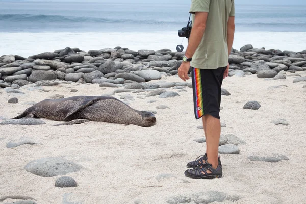 Otaries sur les îles Galapagos — Photo