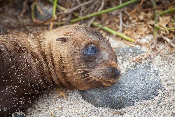 Toter Seelöwe — Stockfoto