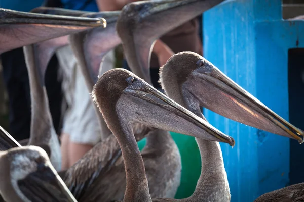 Pelicans, Galapagos Islands — Stock Photo, Image