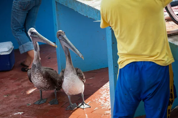 Leones marinos en las Islas Galápagos — Foto de Stock