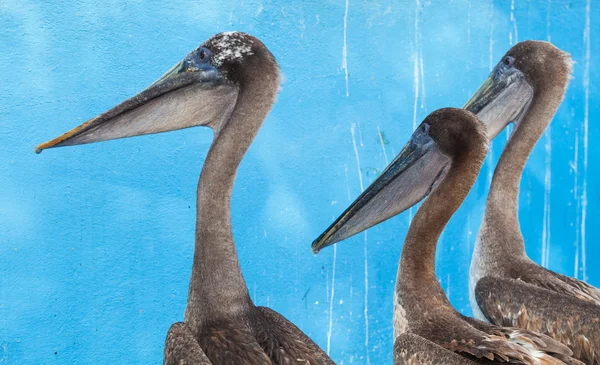 Pelicans, Galapagos Islands — Stock Photo, Image