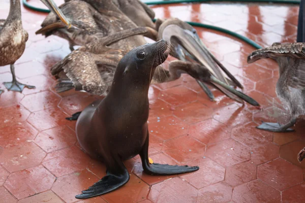 Hotel Sea lion, Wyspy galapagos — Zdjęcie stockowe